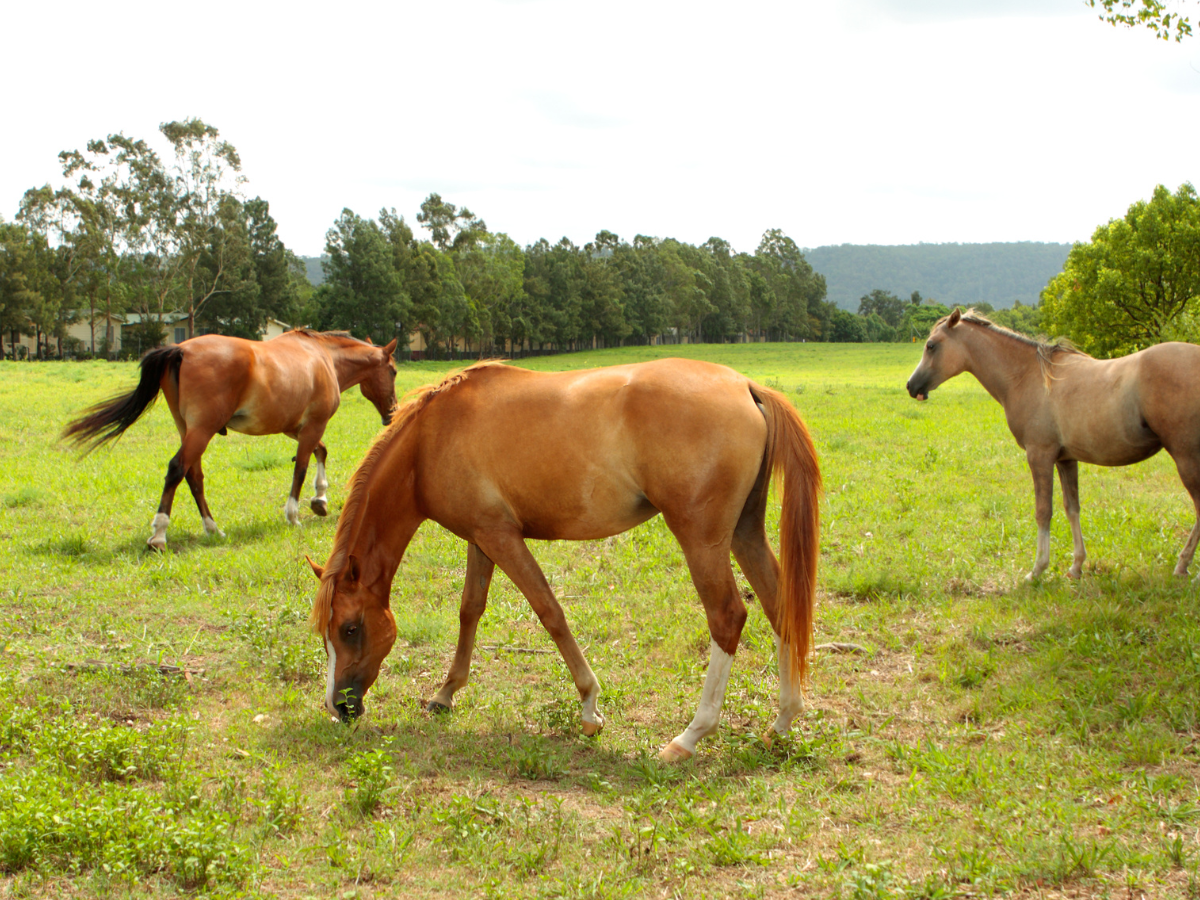 The 2022 Guide To Horse Shelters Best Homes For Horses