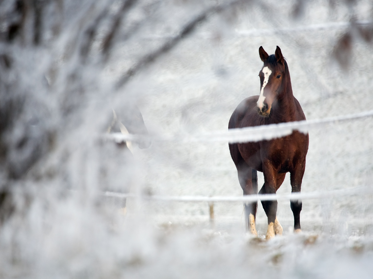 The 2022 Guide To Horse Shelters Best Homes For Horses