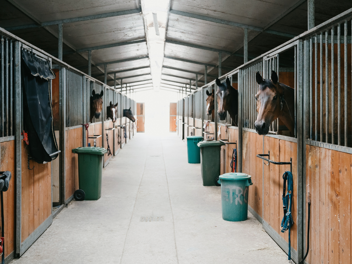 The 2022 Guide To Horse Shelters Best Homes For Horses